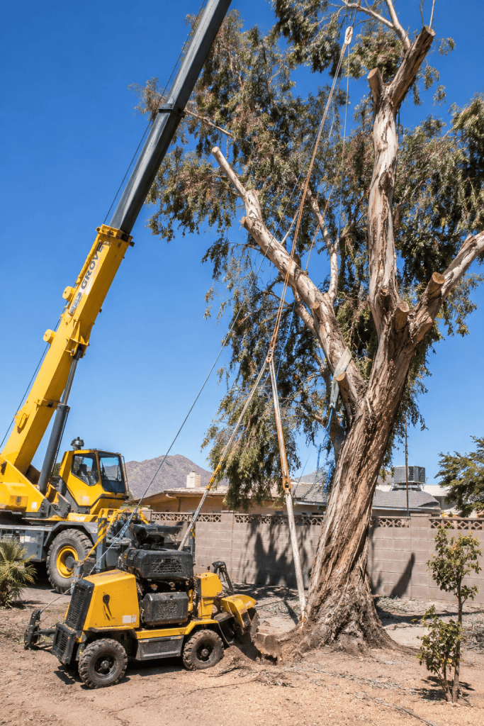 Eucalyptus Tree Removal with Crane