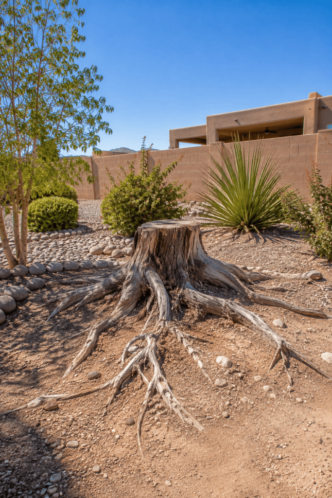 Sunlit Desert Yard With Ancient Stump